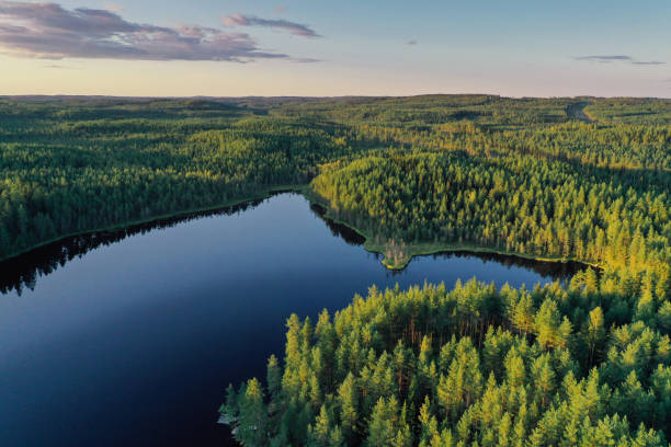 Hvordan overleve i skogen?